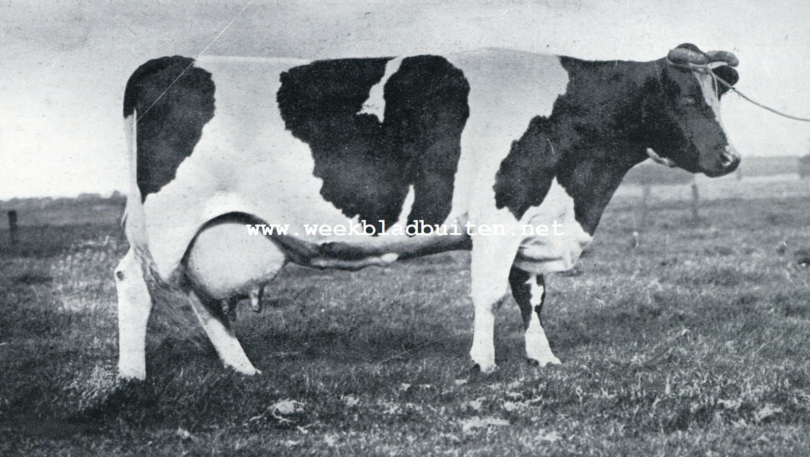 Een mooi vertegenwoordigster van het zwartbont Hollandsch veeras