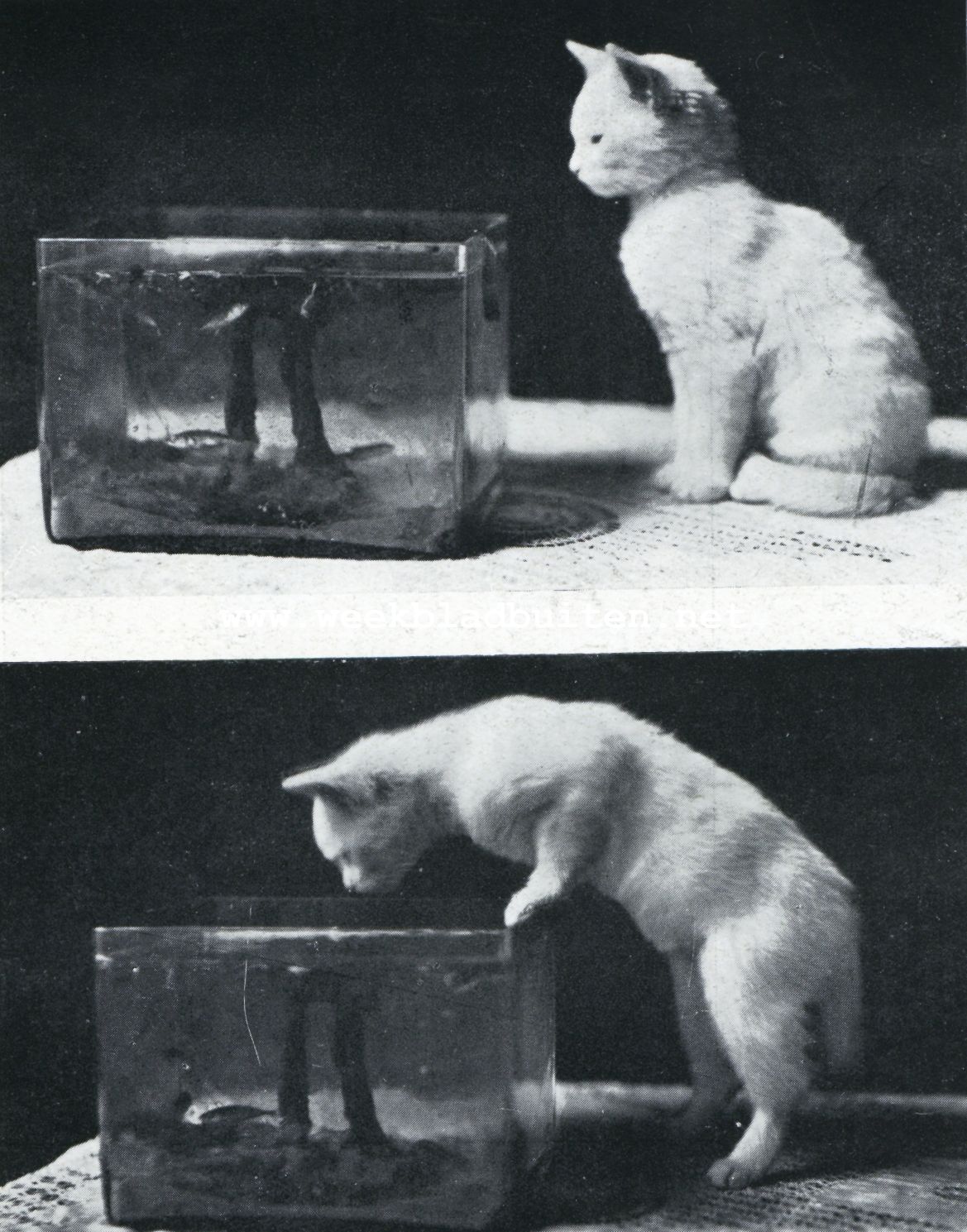 Poes op de vischvangst