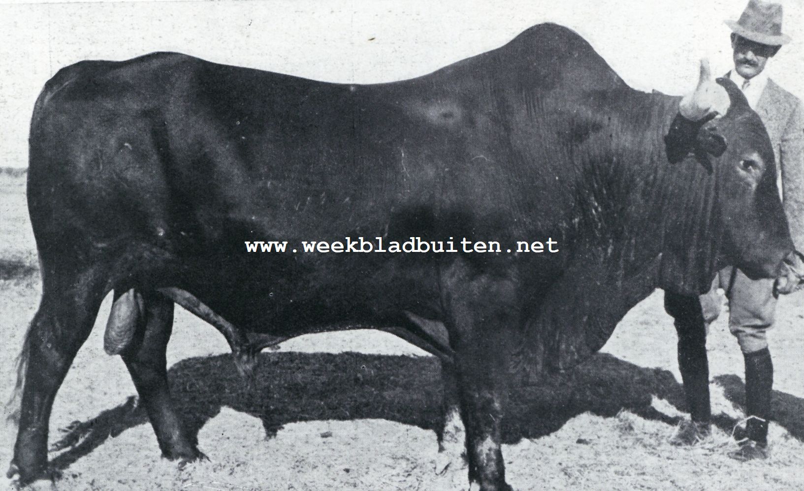 Het Afrikaansche rund. Een mooie Afrikaansche stier
