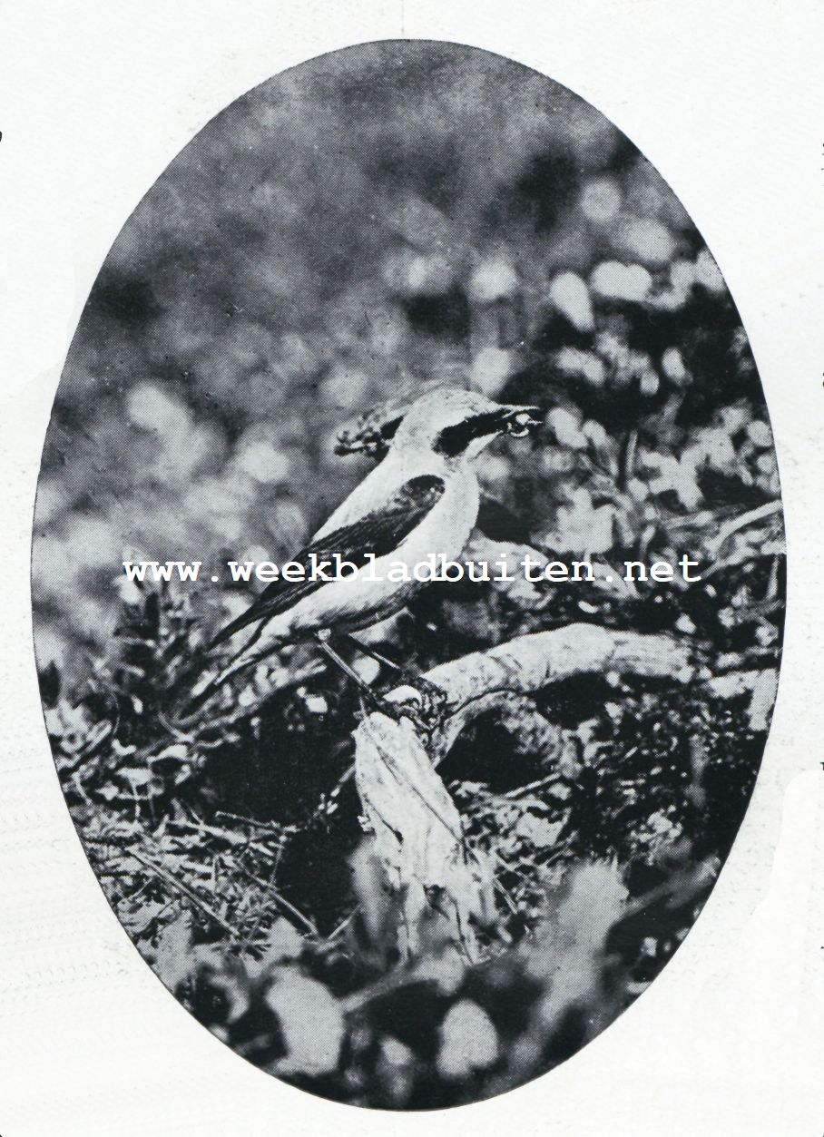 Tapuit in de duinen bij Haamstede