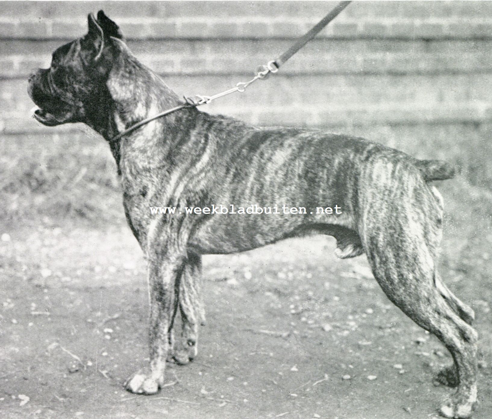 De boxer. Een der fraai gebouwde boxers uit kennel 