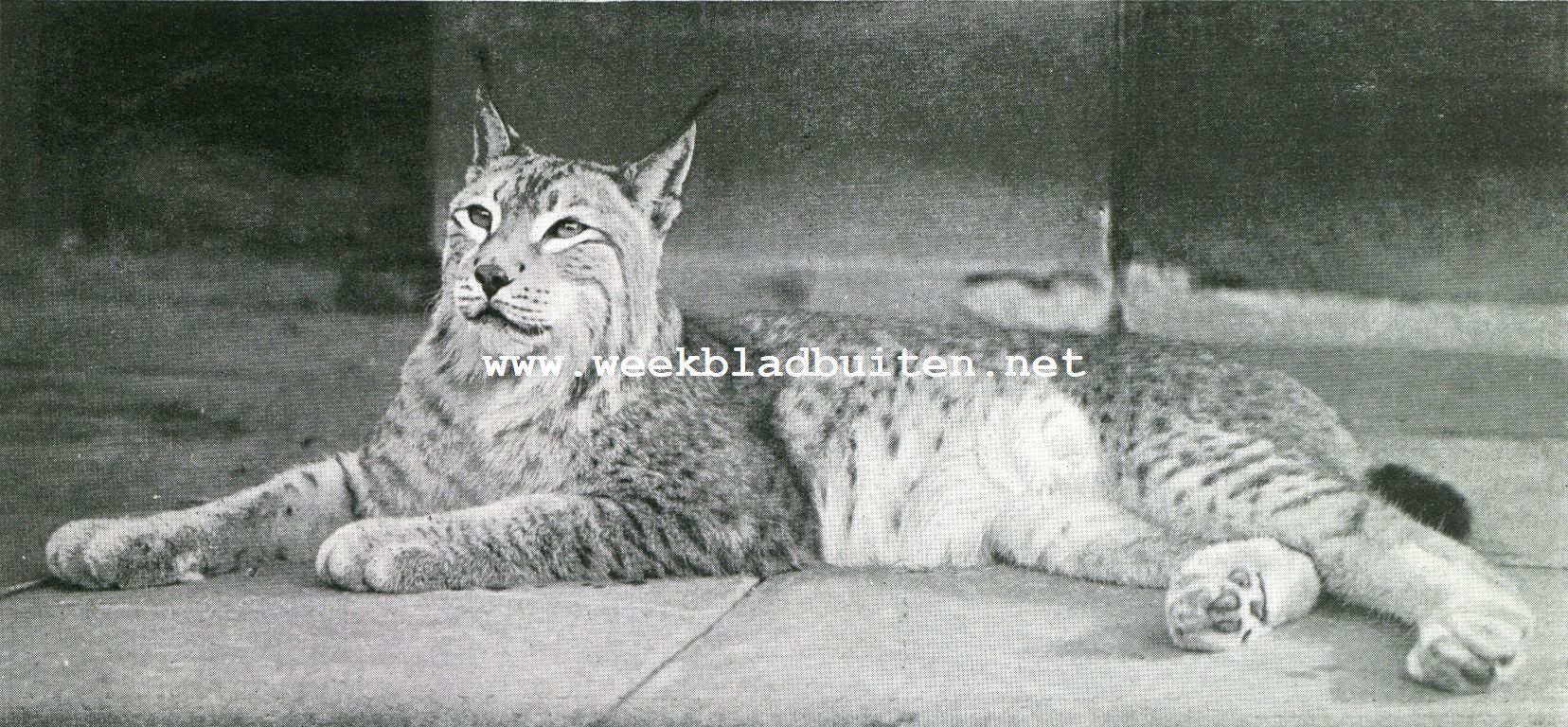 Europeesche los (Lynx Vulgaris) uit Noorwegen