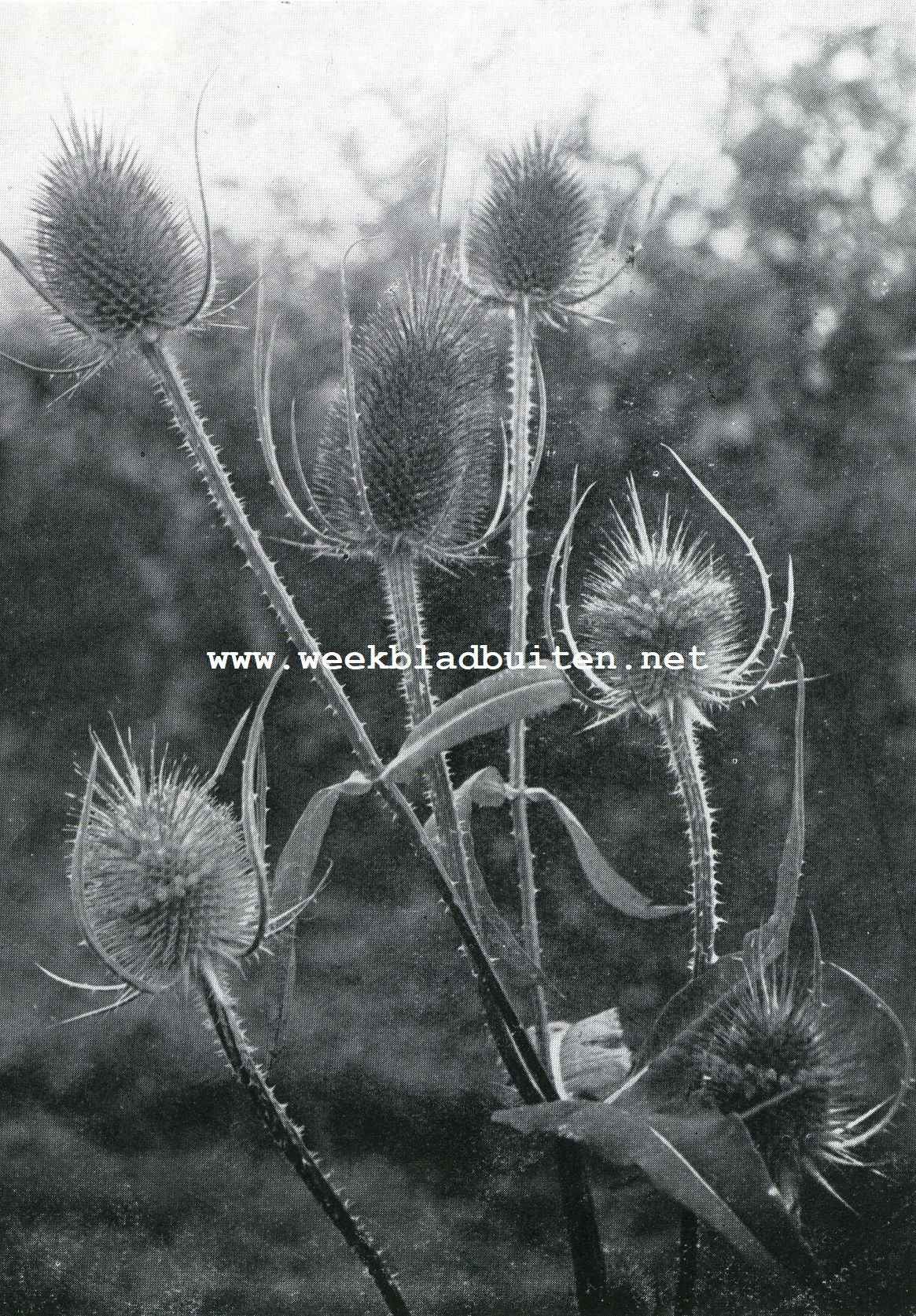 Kaardebol (Dypsacus Sylvestris)