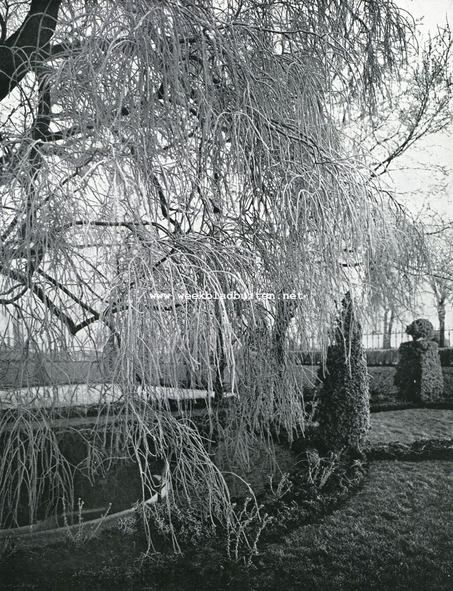 Winterpracht in den tuin van het Rijksmuseum