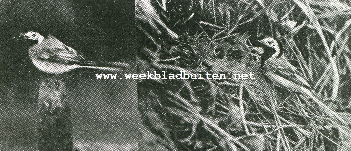 De Witte Kwikstaart
