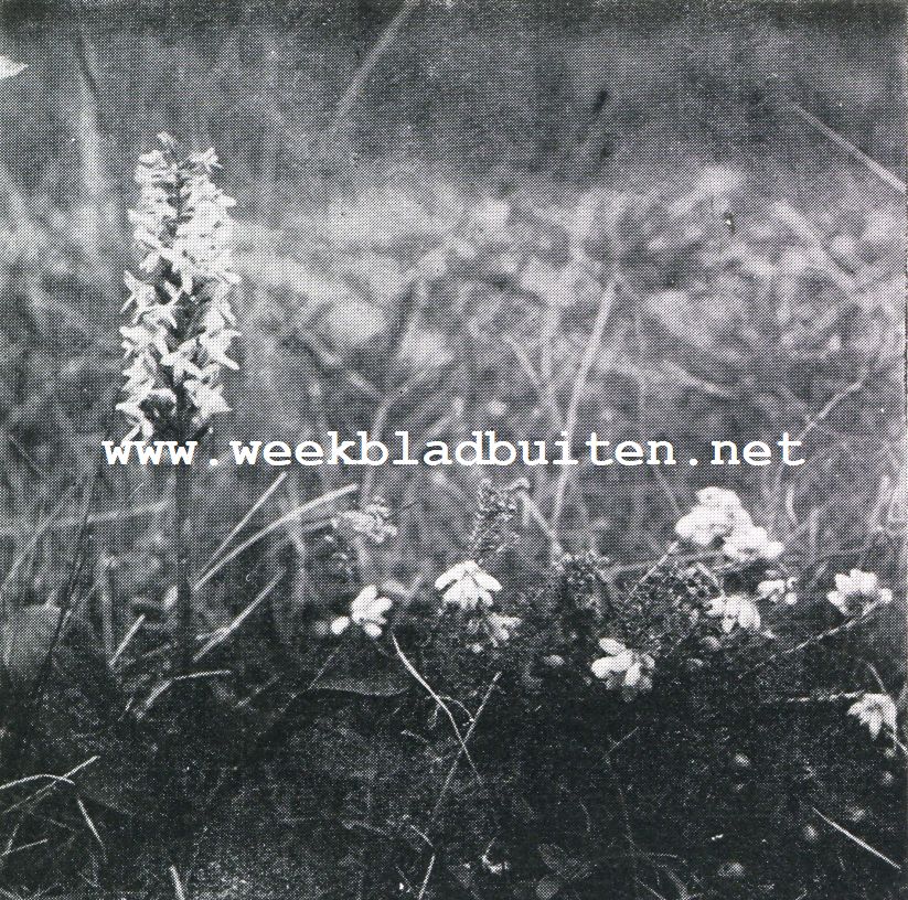 Orchideen. Welriekende Nachtorchis (Plantanthera Lifolia)