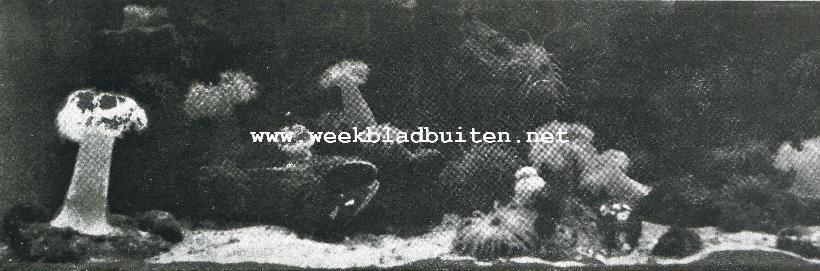 Zeeanemonen. Zeeanjelieren en zeedahlia's