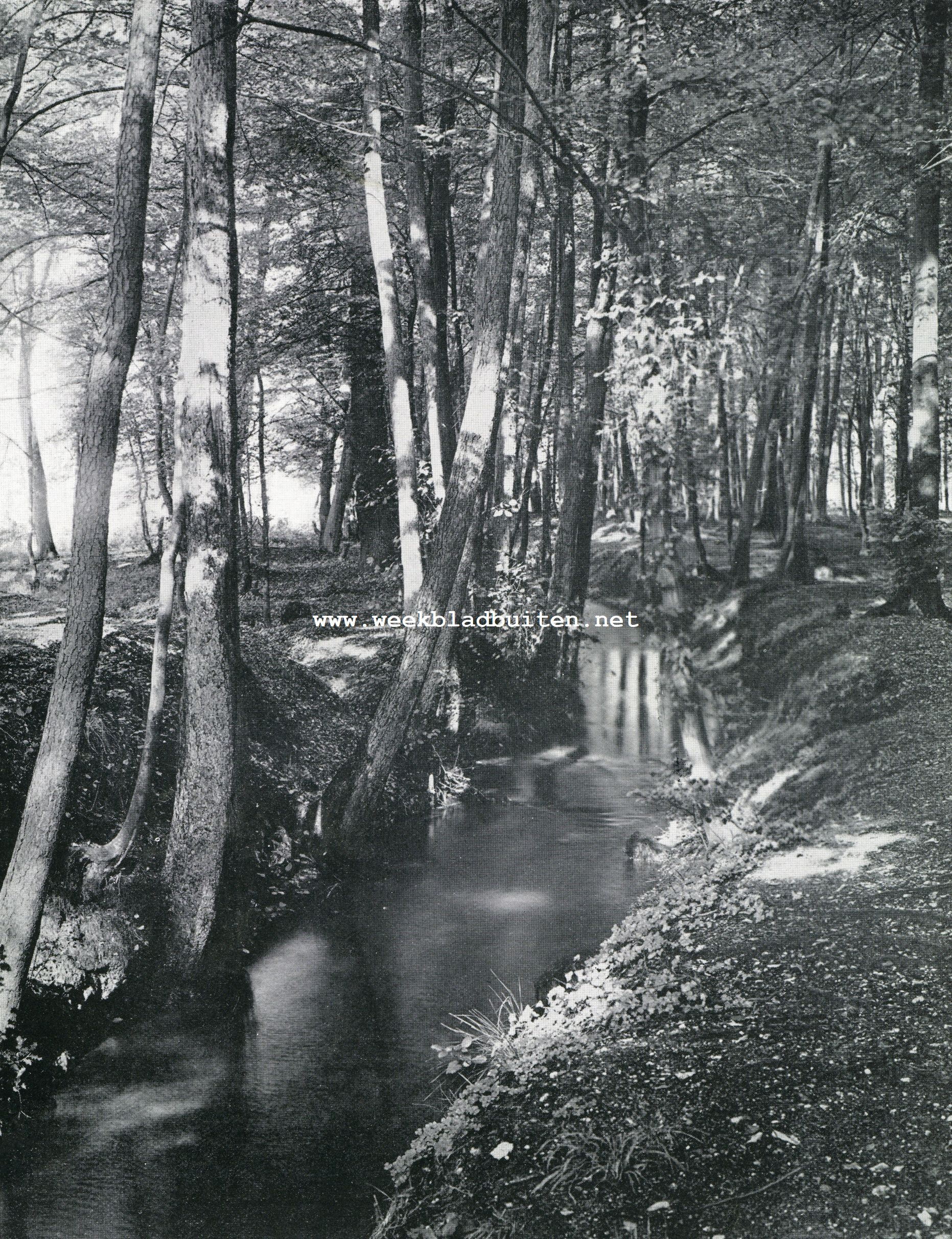 Boschbeekje
