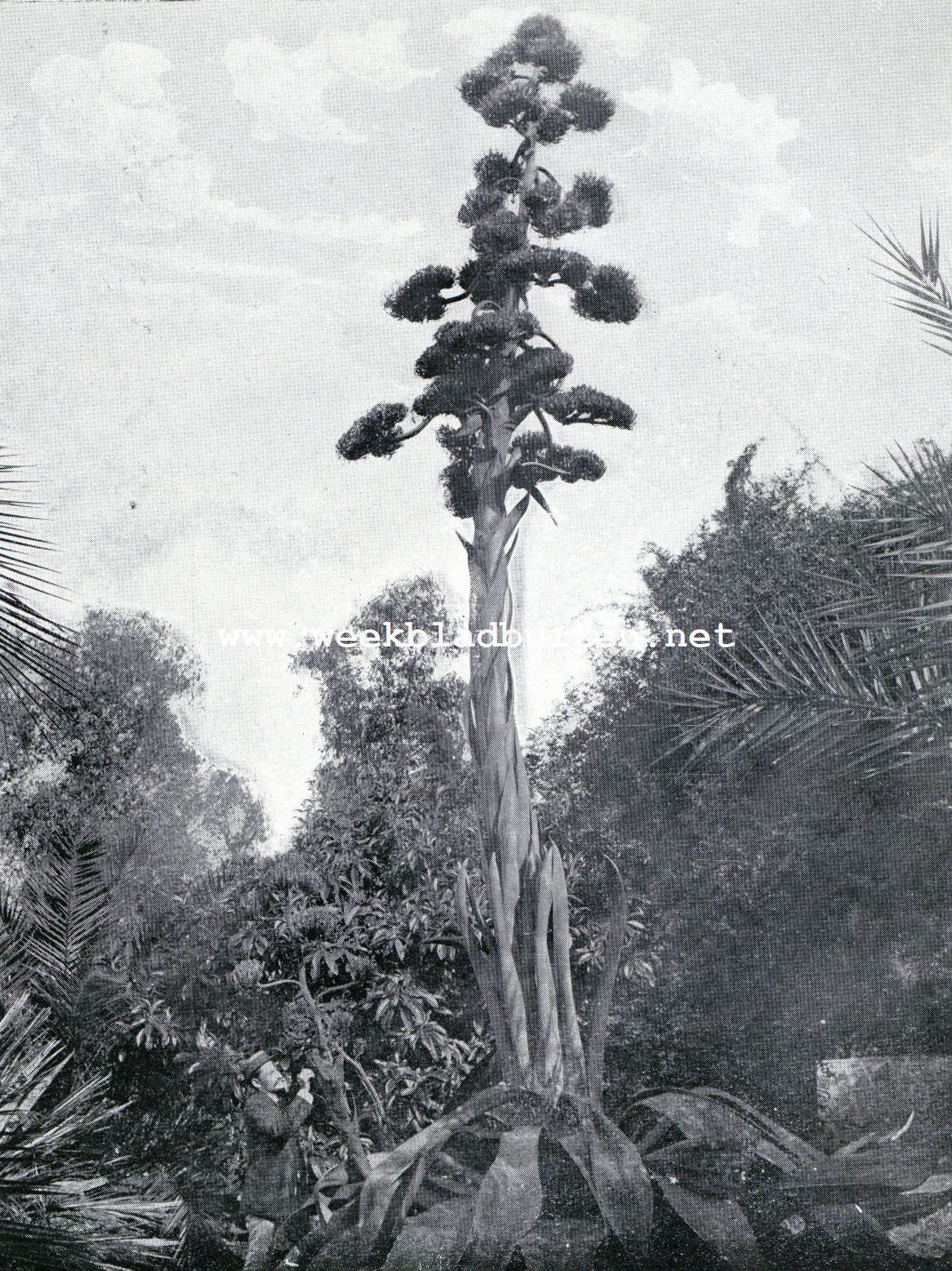 Exotische tuinen in de Rivira. Een bloeiende agave