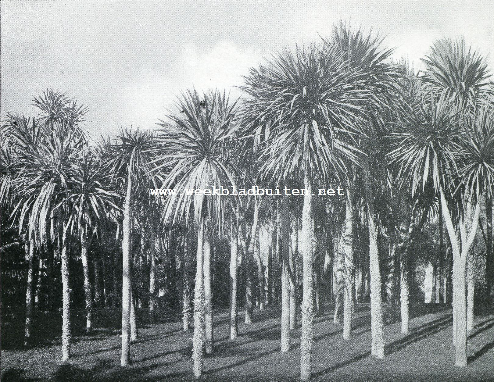 Exotische tuinen in de Rivira. Yucca's