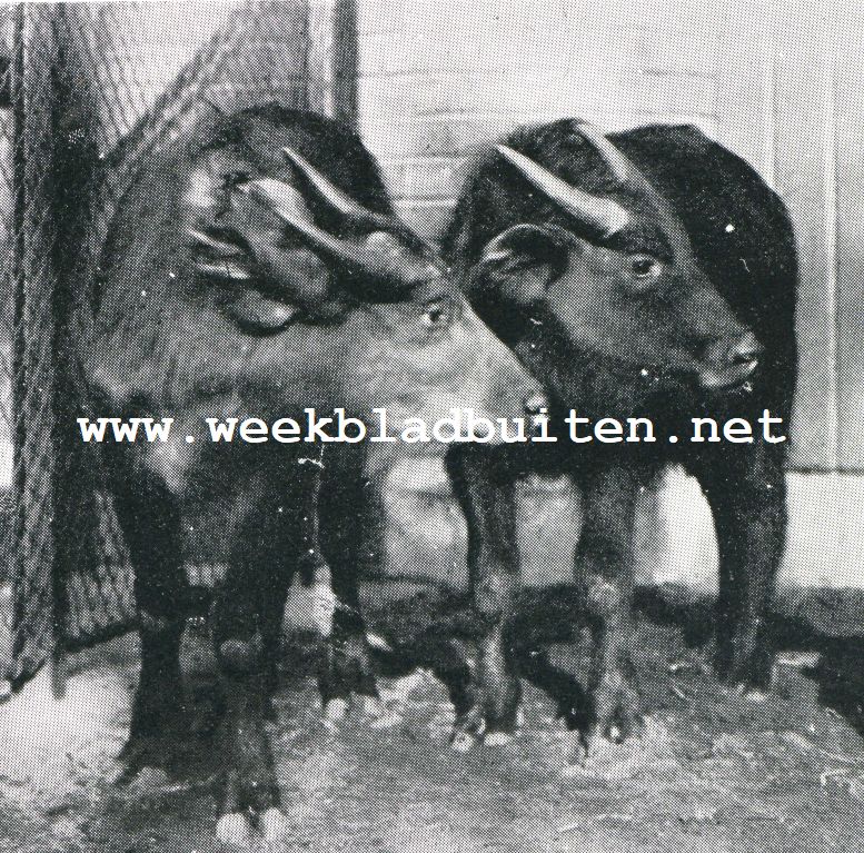 De Vecht tusschen Muiden en Weesp