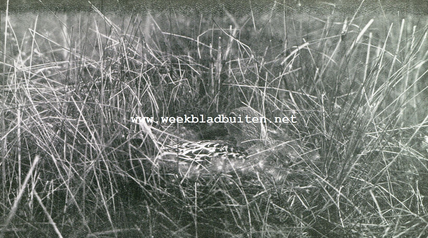 Vogelfotografie op het eiland Texel. Zwarte stern op het nest