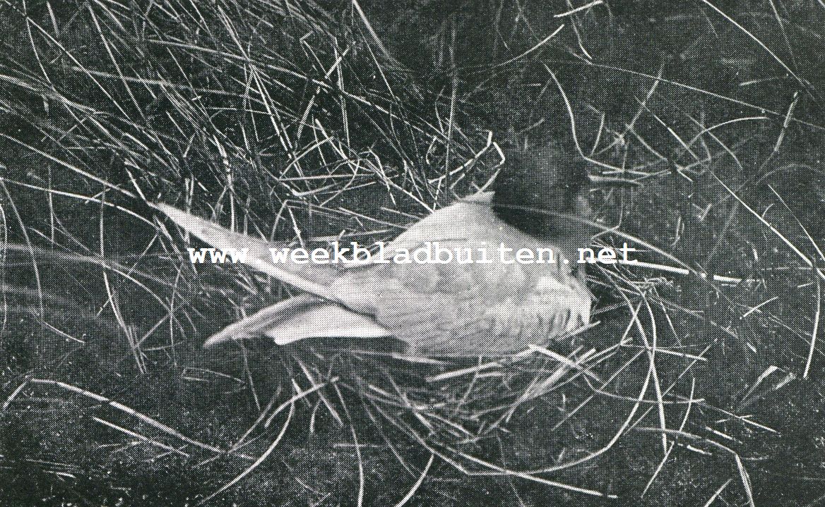Vogelfotografie op het eiland Texel. Broedende kokmeeuw