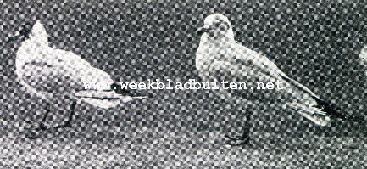 De vogels van den Haagschen Hofvijver. Kokmeeuwen in overgangskleed. De linker vogel is bijna uitgekleurd