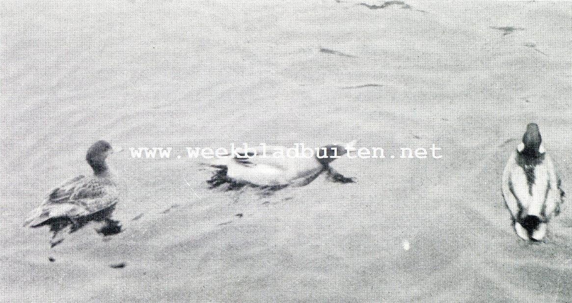 De vogels van den Haagschen Hofvijver. Smienten in den Hofvijver