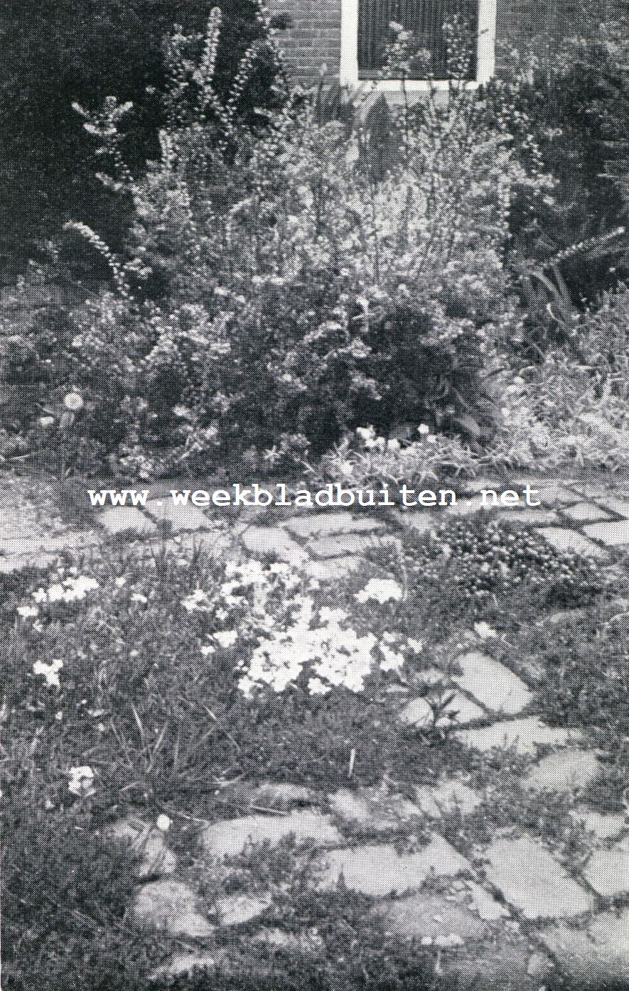 Muurtuinen. Aubrietia Deltoidea
