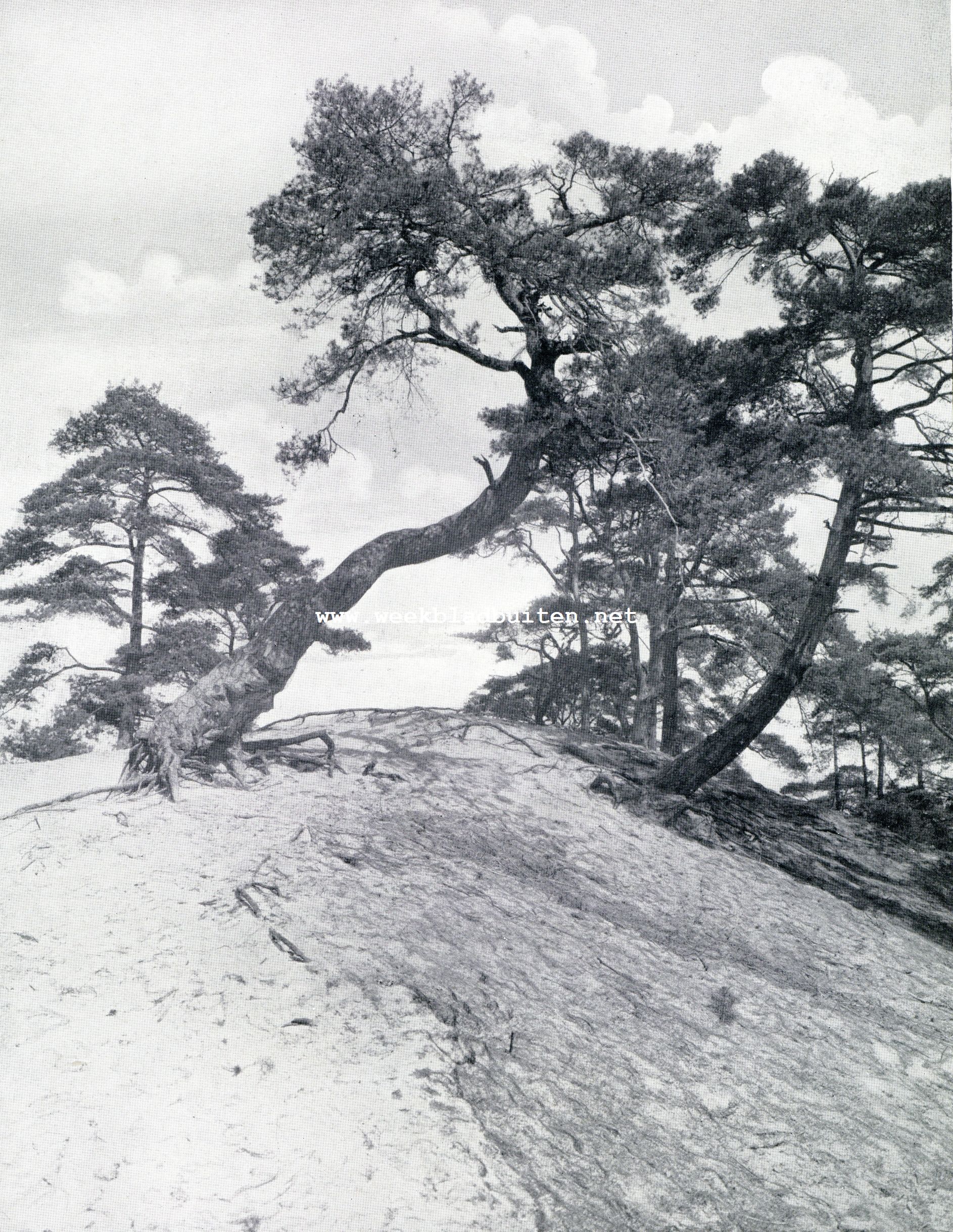 Kreupel-sparren in het Natuurpark 