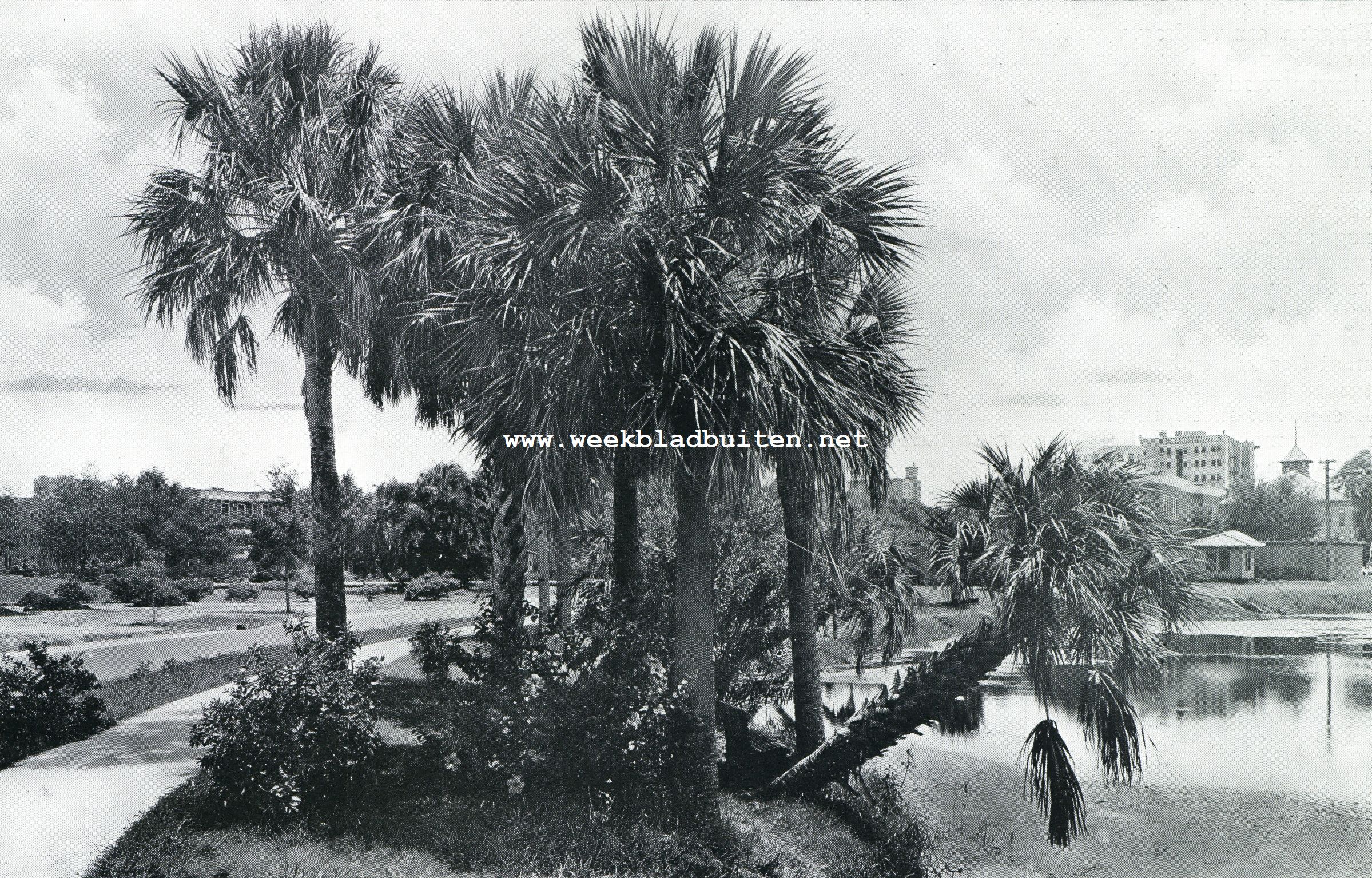 Het Mirror-meer in St. Petersburg (Florida U.S.A.)