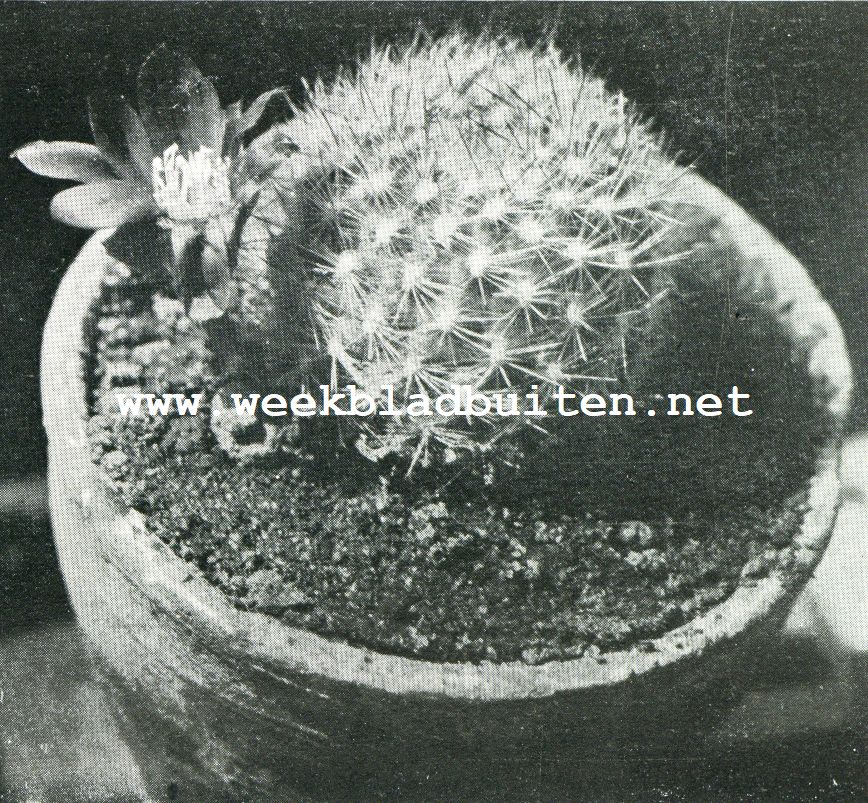 Iets over cactussen. Echinocactus Fiebrigie met granaat-roode bloem