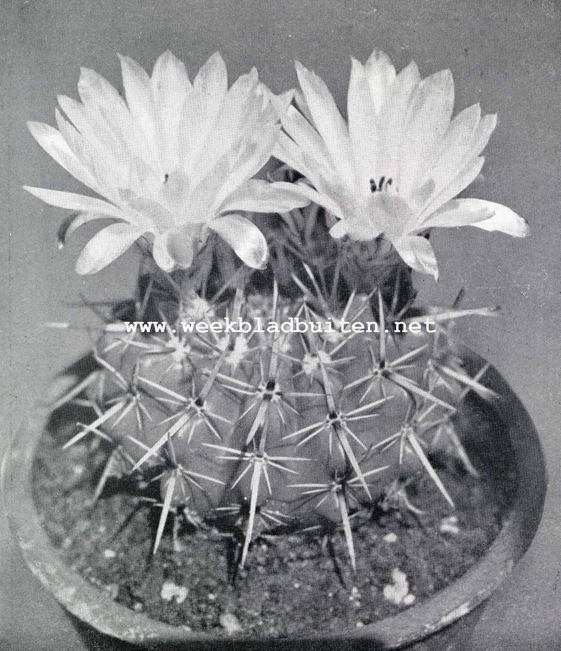 Iets over cactussen. Echinocactus Submammulosus met geel-witte bloemen
