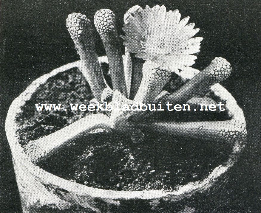 Iets over cactussen. Mesembrianthemum Schwantesie moet blauw-groene bloemen