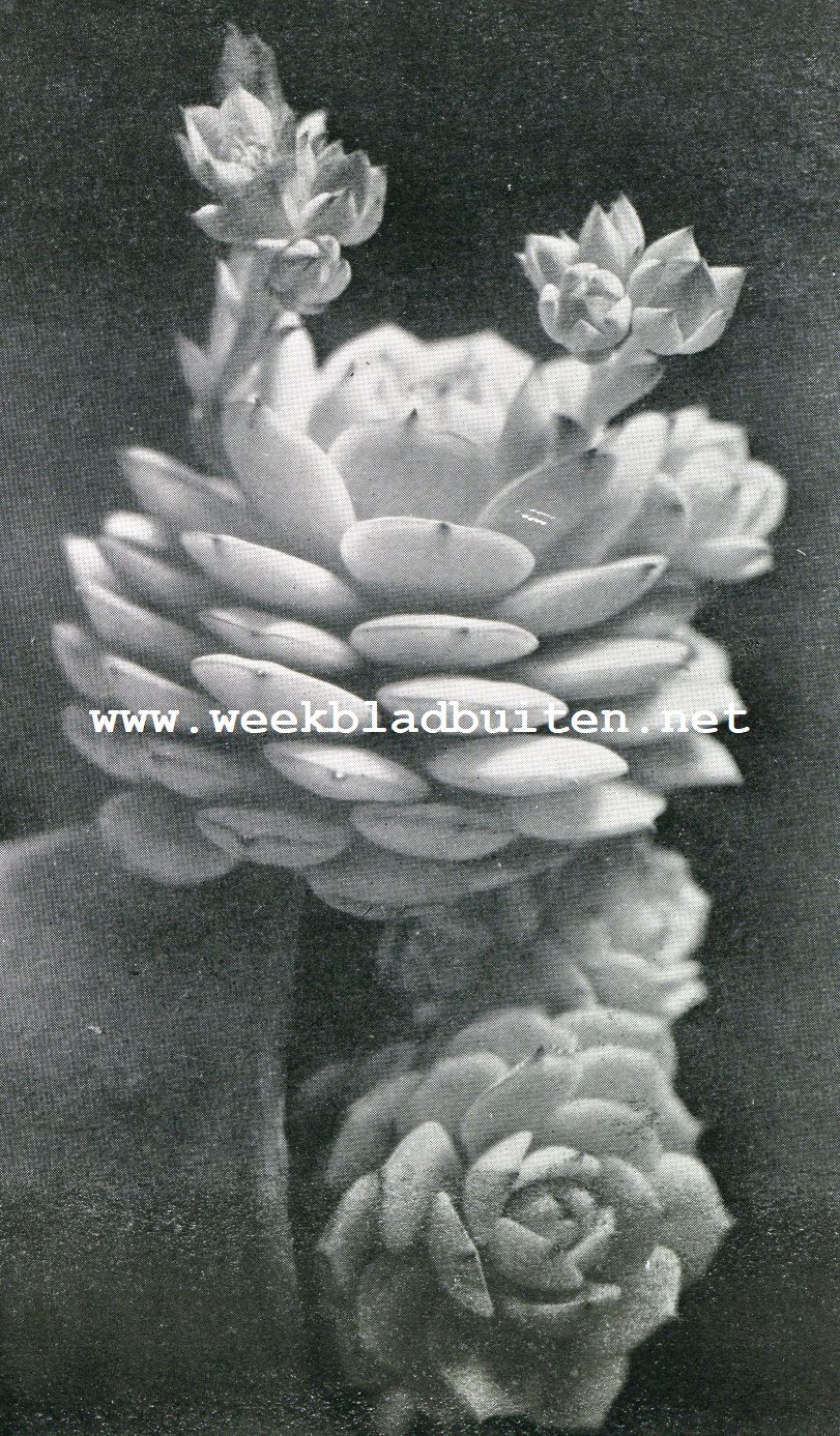 Iets over cactussen. Echeveria met oranje-bloem