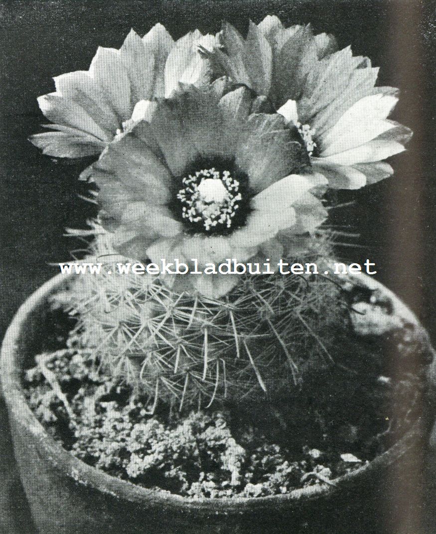 Iets over cactussen. Echinocactus Microspermus web. Oranjegele bloem, donker hart