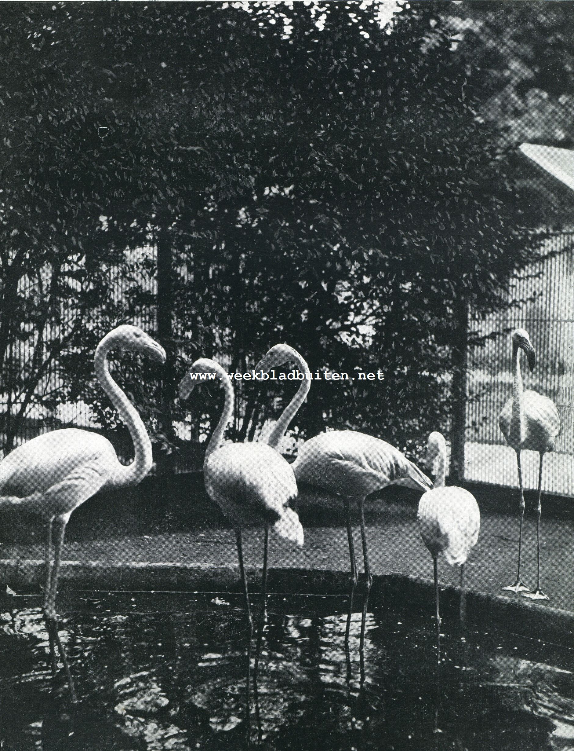 Flamingo's in Artis
