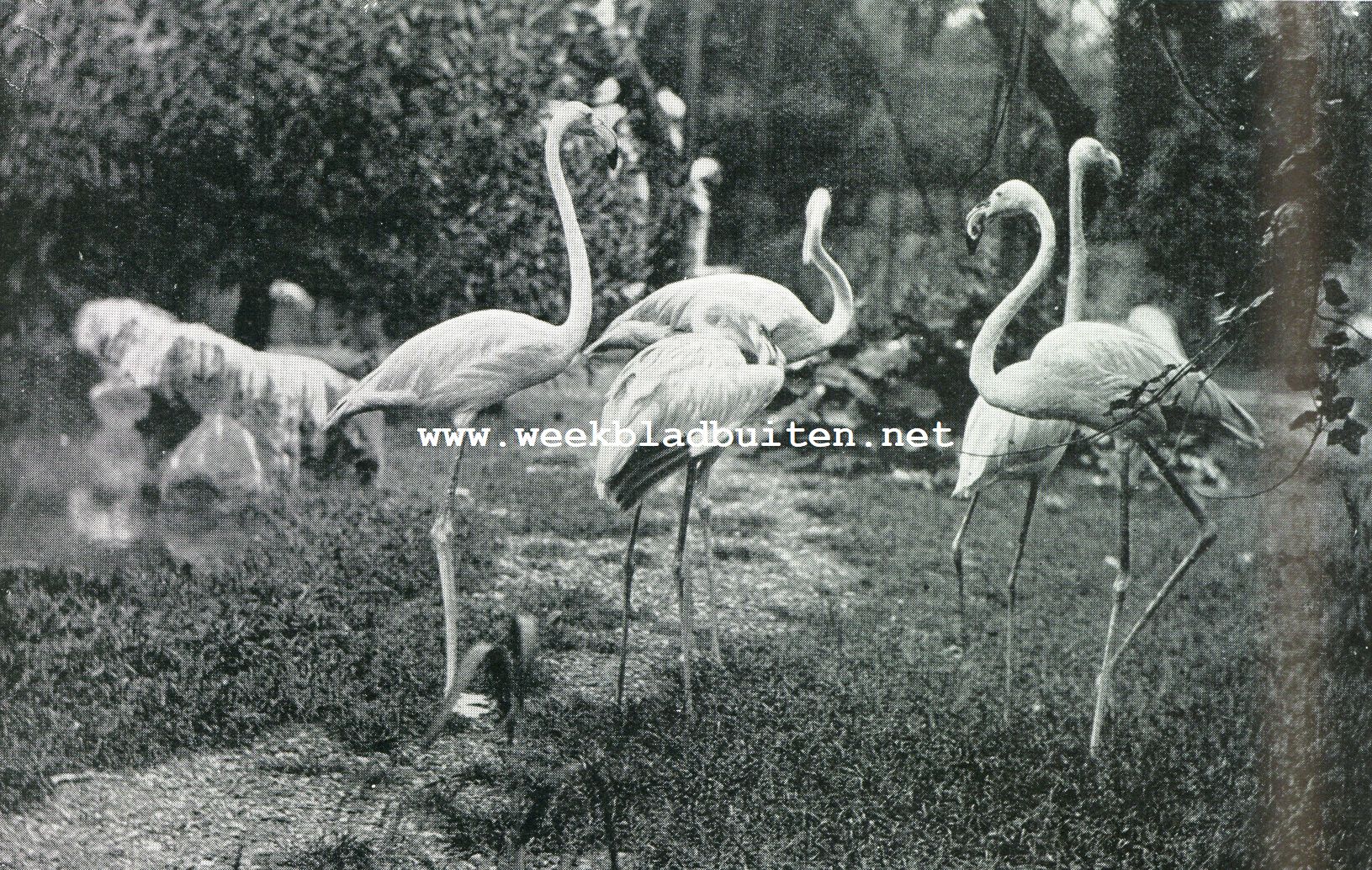 De rozenroode flamingo
