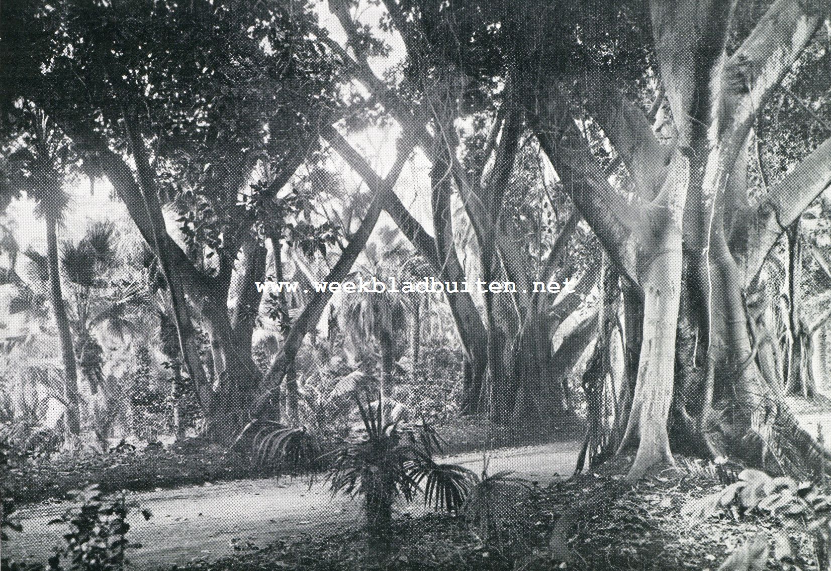 ALGIERS. JARDIN DU HAMMU: FICVS MAEPOPHYLLA