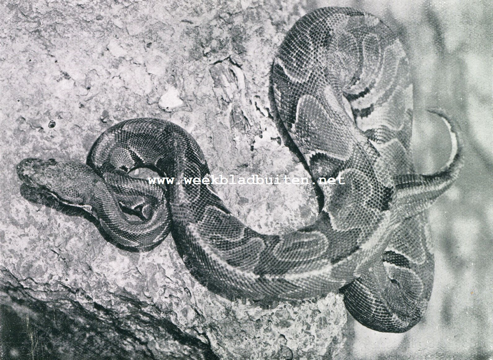 Reuzenslangen. Konings-Python. Python Regius uit West-Afrika