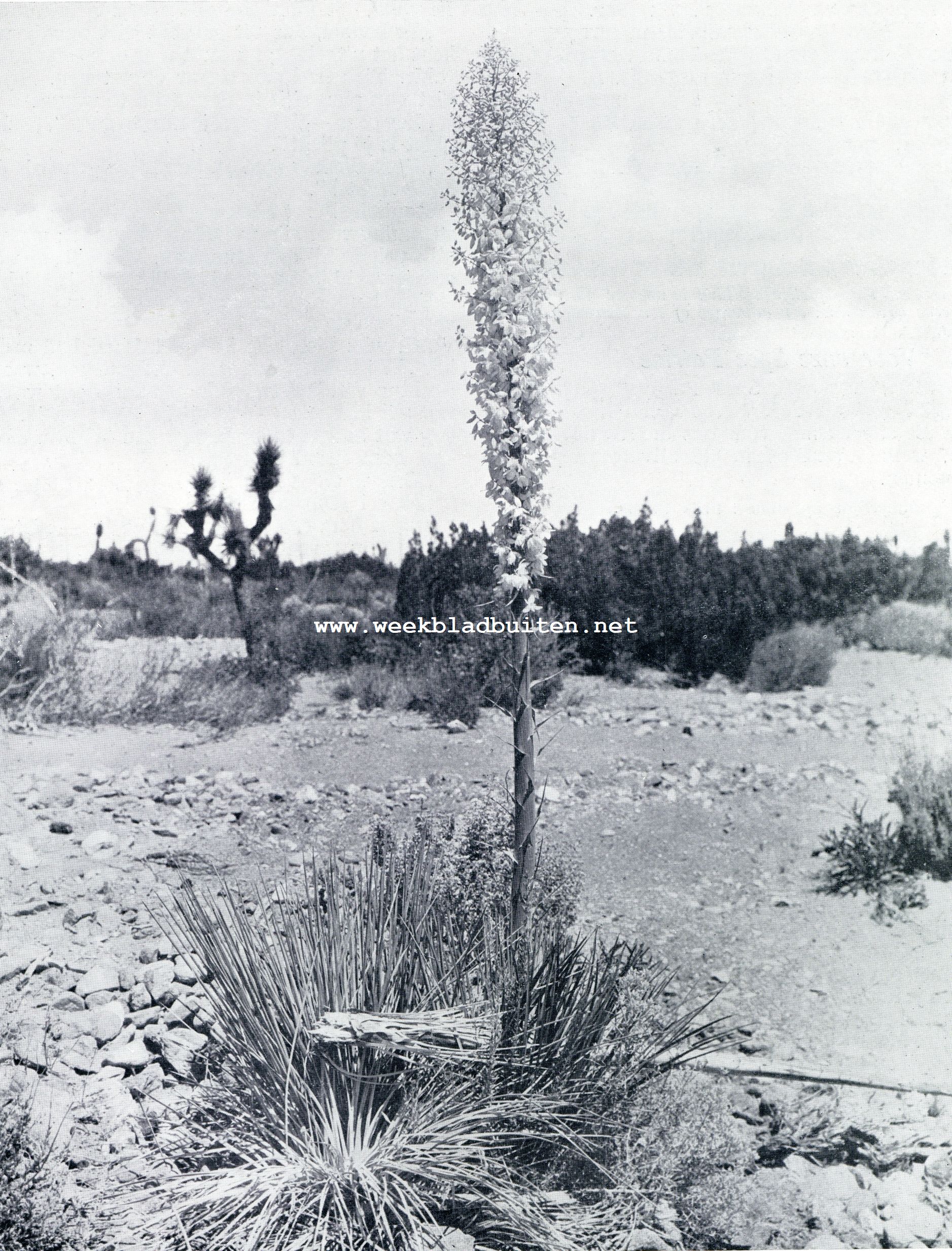 In Californi. Bloeiende Yucca (Yucca Whipplei). De omgevallen bloemstaak bloeide het jaar tevoren