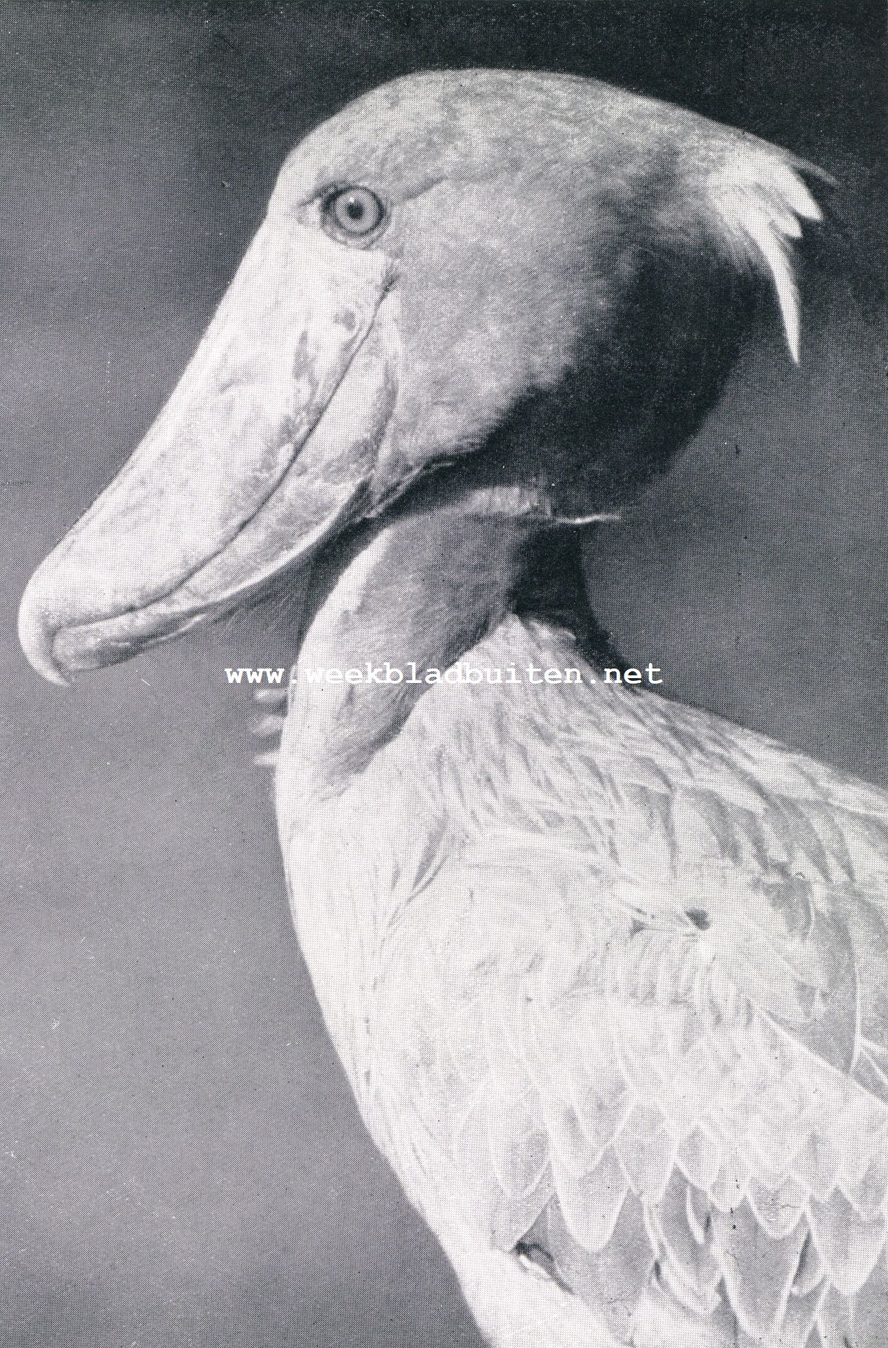 Merkwaardige Exotische Vogels. De ooievaar met den walvischkop van ter zijde gezien