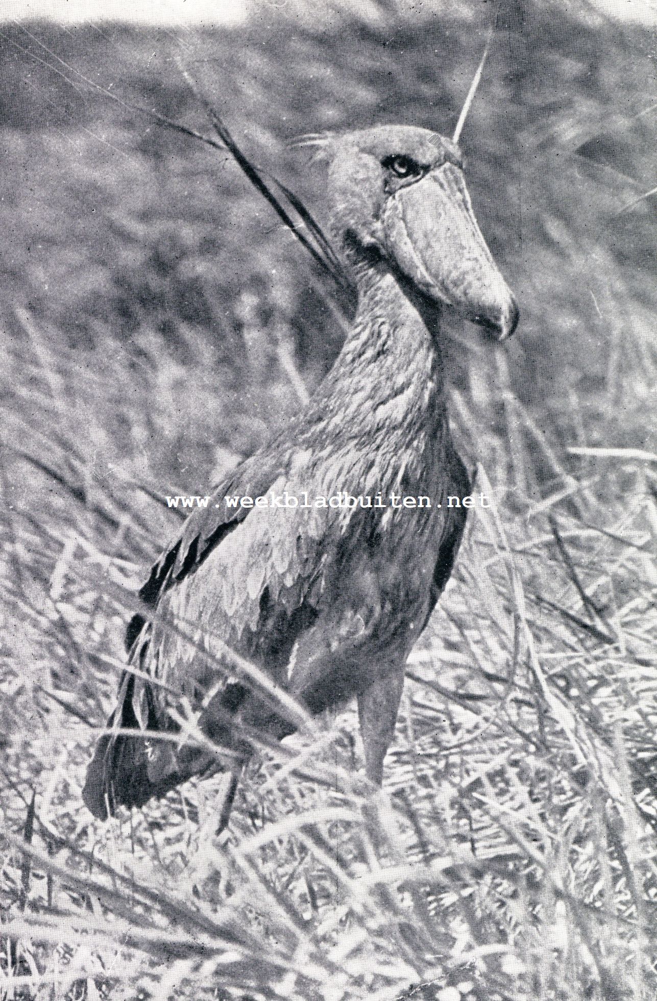 Merkwaardige Exotische Vogels. Een buitengewoon knap en tot dusver eenig staaltje van vogelfotografie: de schoenbek  in zijn moerassig vadeland