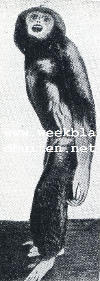Brullende en zingende Apen in het oerwoud van Oost- en West-Indi. Brullende en zingende apen. Withandige Gibbon (Hylobates Lar)