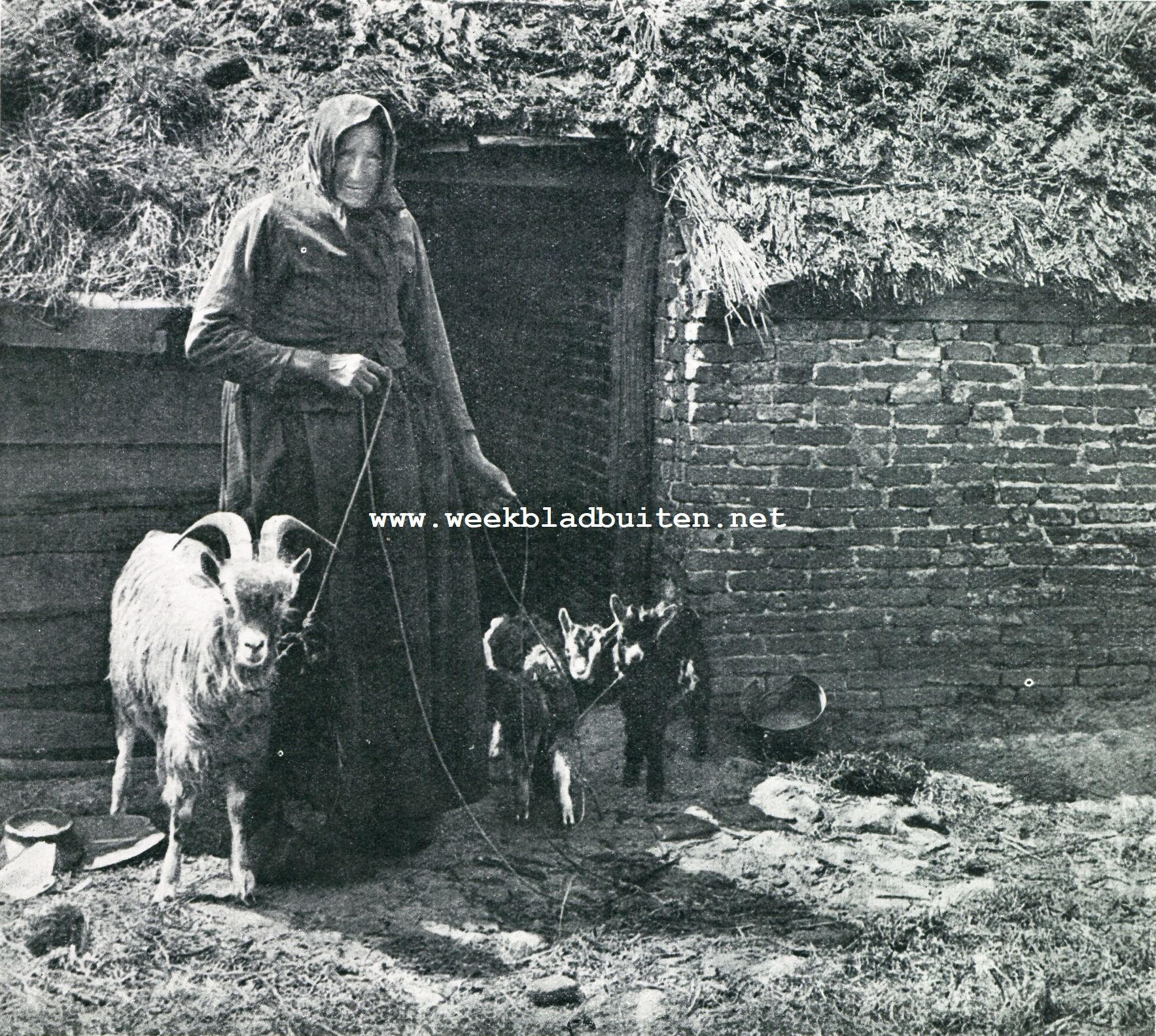 In Drente: het vee van den arme. Foto in den fotowedstrijd met den tweeden prijs bekroond