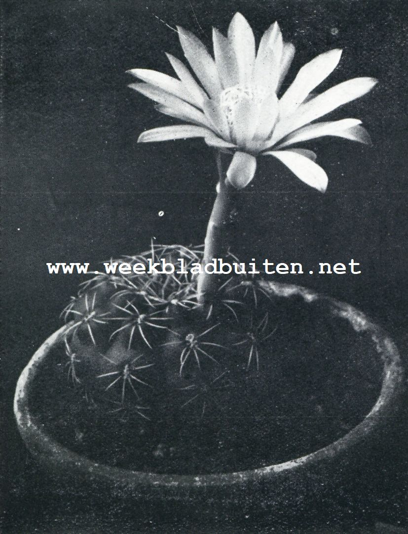Het kweeken van cactussen. Echino Cactus Platensis, met witte bloem. Iets verkleind