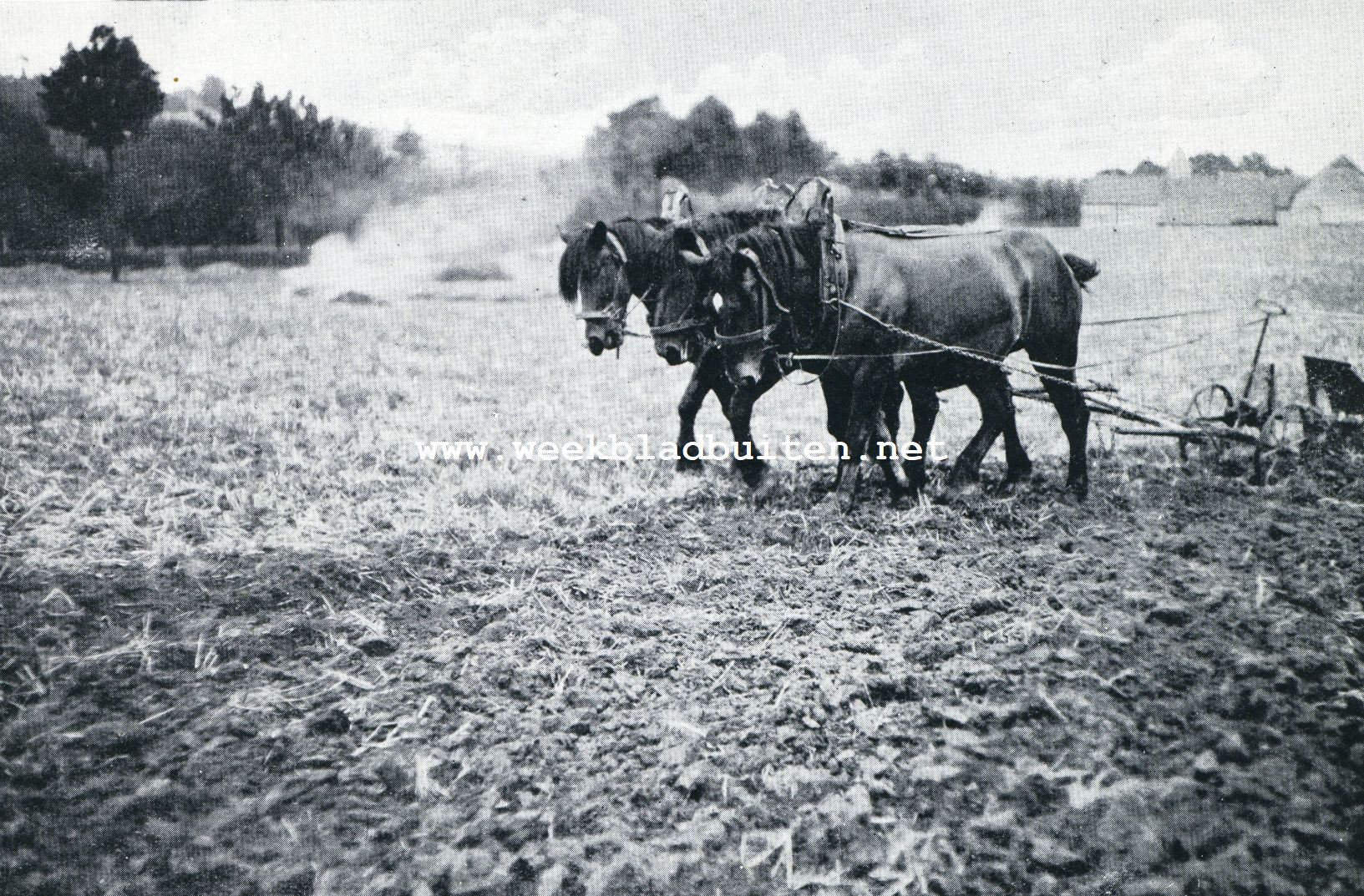 DRIE PAARDEN. Foto in den Fotowedstrijd door 