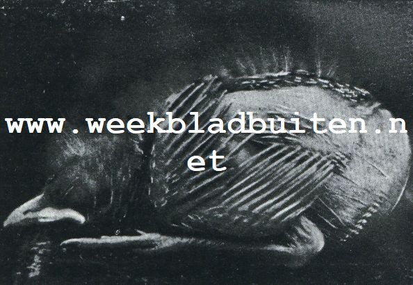 DE 9E DAG IS HET JONGE VOLGELTJE WEER AANMERKELIJK GROOTER