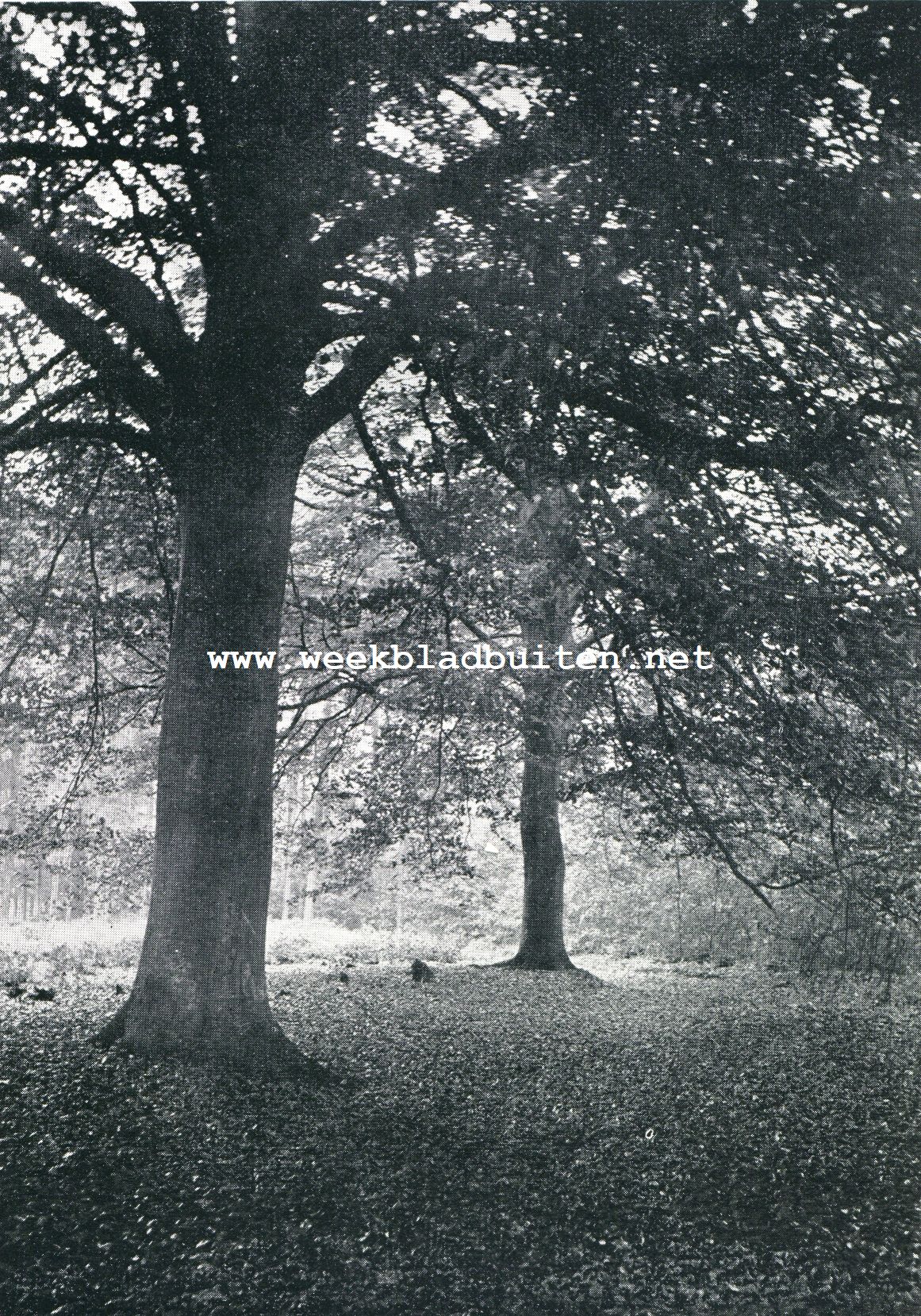 TRUFFELS OKTOBER OP EYCKENSTEIN, MAARTENSDIJK