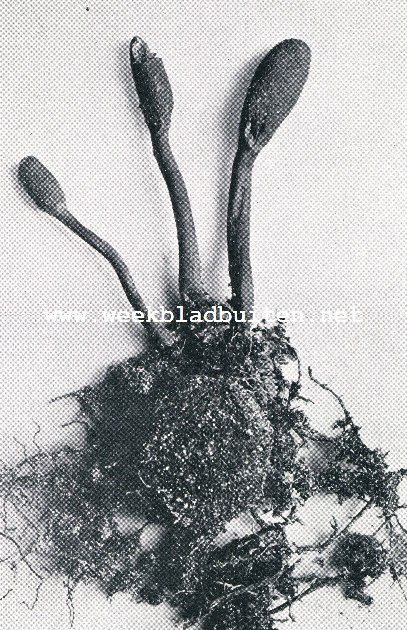 TRUFFELS. 3. KNOTSZWAMMEN, PARASITEEREND OP EEN HERTENTRUFFEL. NAT. GR.