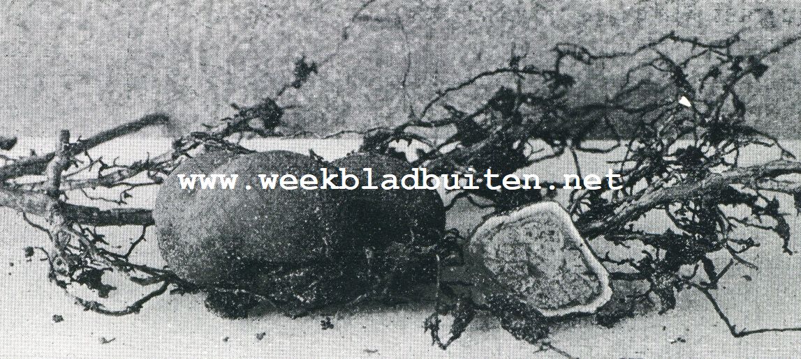 TRUFFELS. 4. HERTENTRUFFELS OP WORTELS VAN GROVE DEN. NAT. GR.