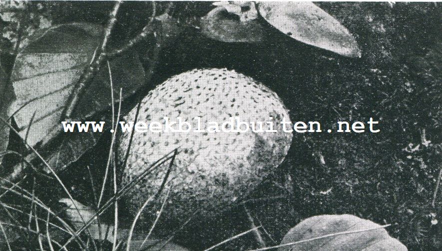 TRUFFELS. 5. AARDAPPELBOVIST.NAT.GR.