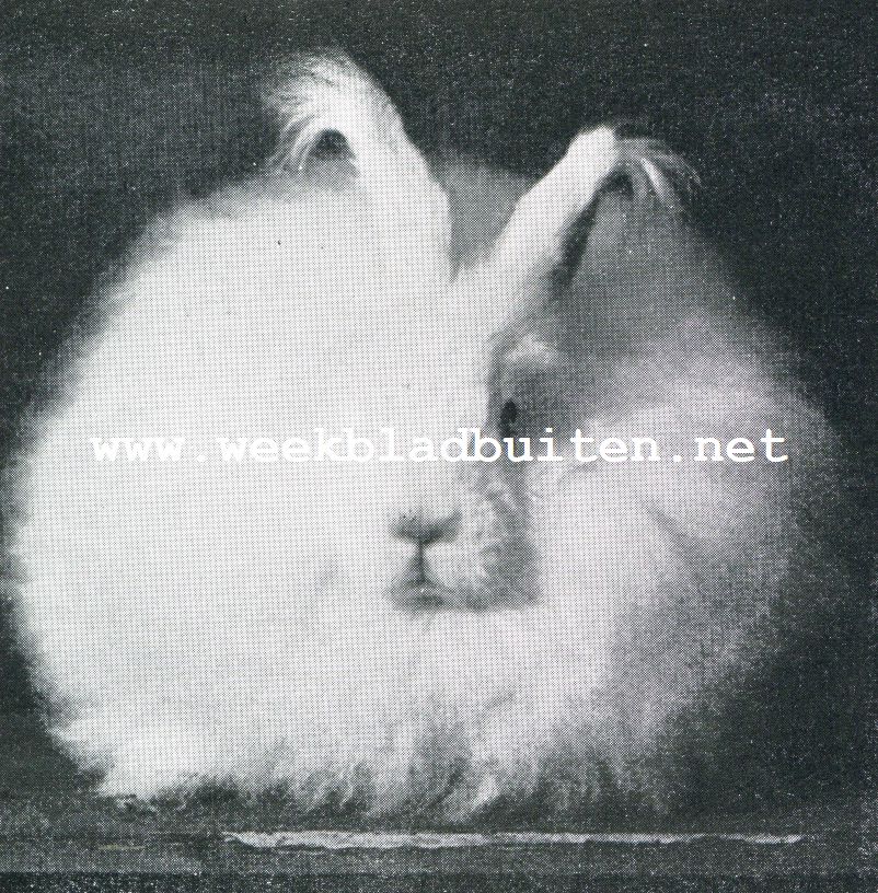 Het Angora konijn en zijn beteekenis voor de wol-industrie. Angora voedster uit den stal van den heer Tissot van Patot te Soest. Met een mooie volle beharing