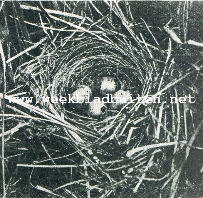 In 't moeras. Rietgorzen. 1. Nest van een jonge gors met voltallig legsel. Een der voorste eieren is reeds aangepikt