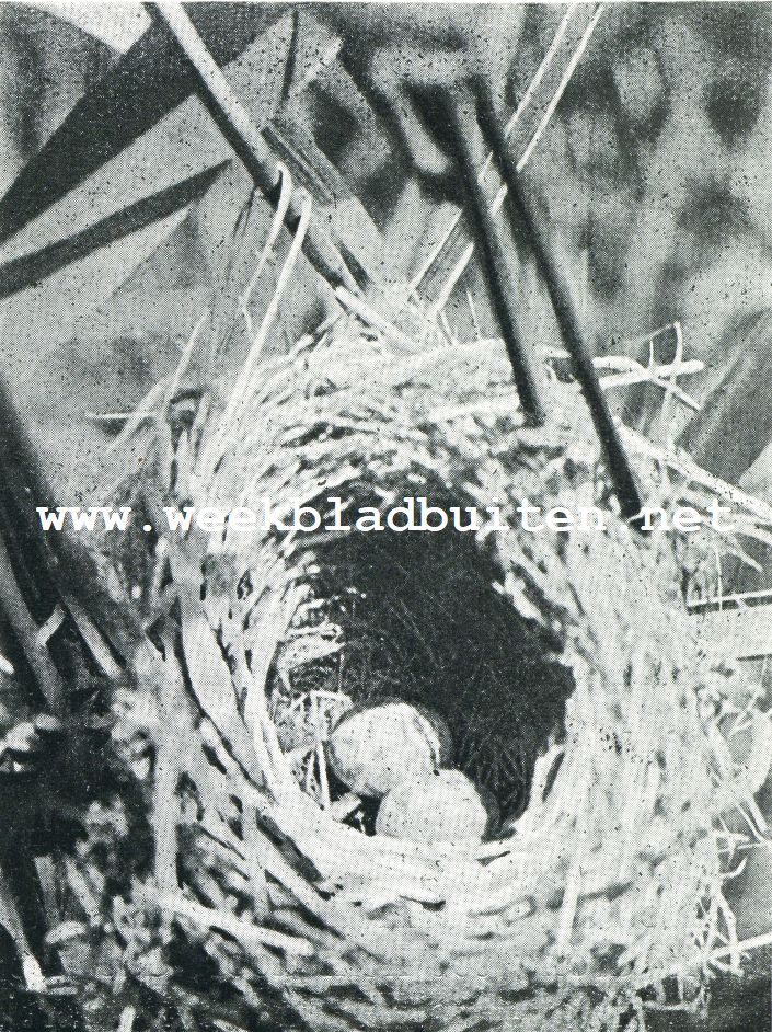 In 't moeras. Van geelgorzen en een kleine karekiet. Nestje van een kleinen karekiet. Het nest werd sterk voorovergebogen , om eieren en binnen bekleeding te toonen