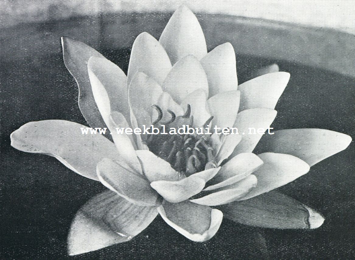 Nymphaea's. Nymphaea Collossea