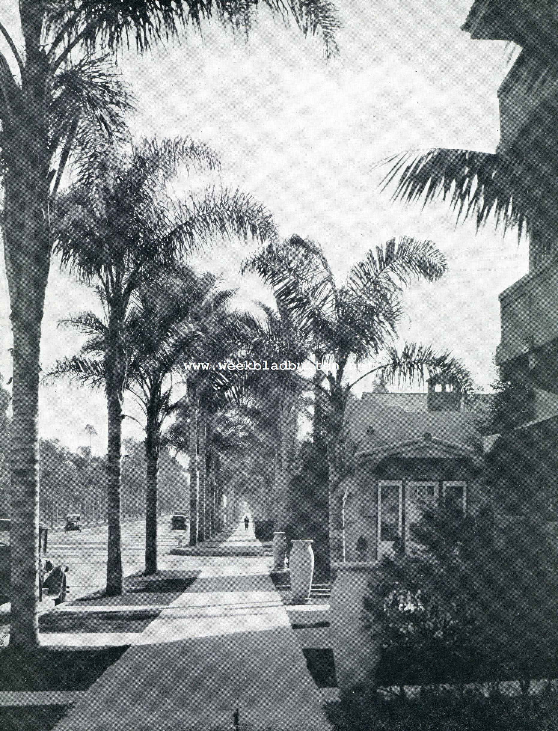 Californische plantengroei. Six-Street te San Diego, aan weerszijden met palmen (Cocos Plumosa) beplant
