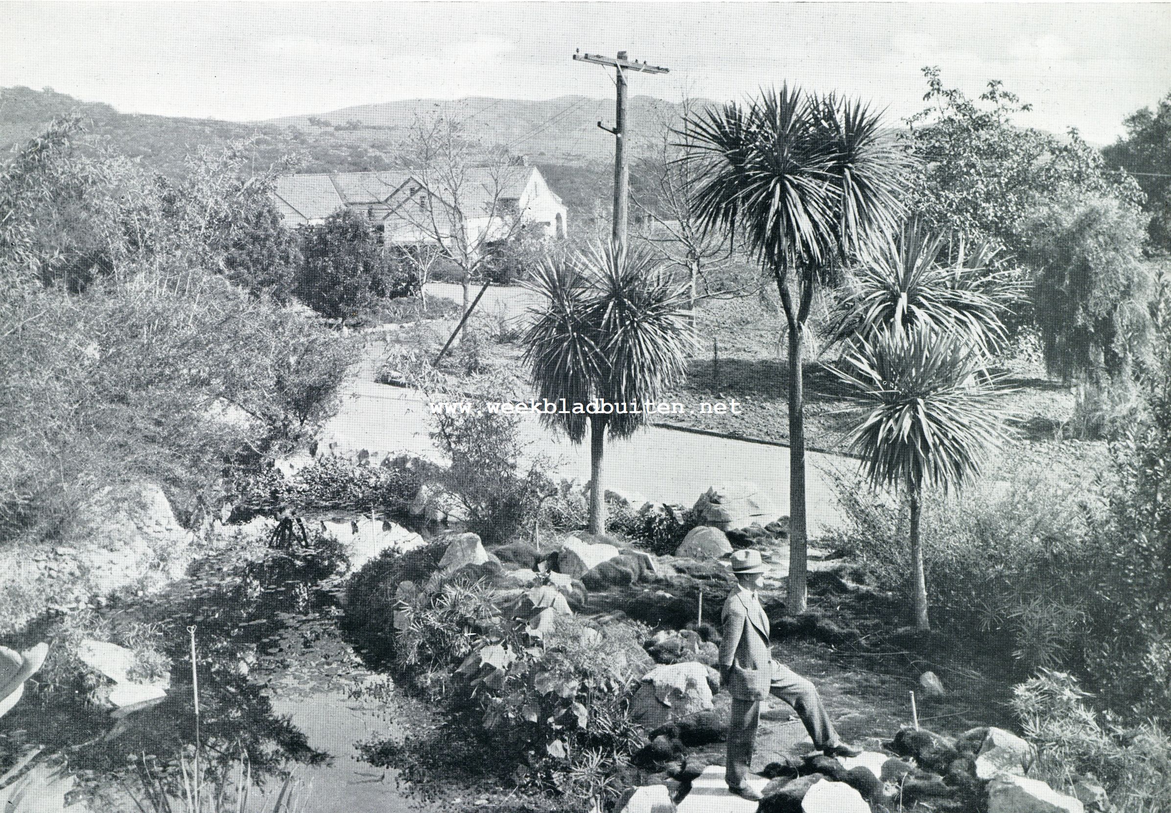 Californische plantengroei. De Botanische Tuin te Los Angeles