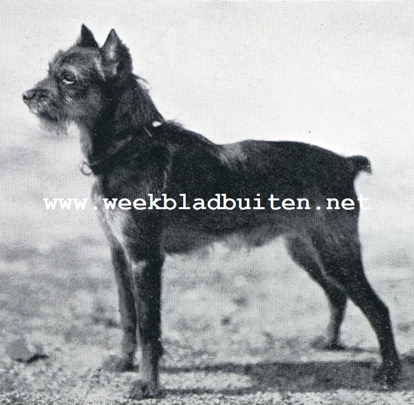 Dwergschnauzer